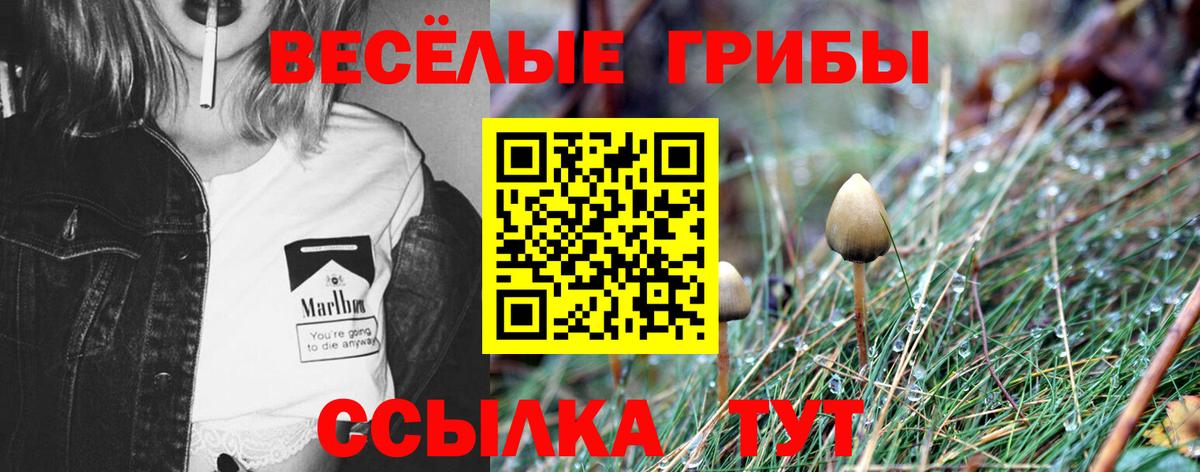 Галлюциногенные грибы Magic Shrooms  цена   Вход с VPN  Мичуринск  Псилоцибиновые грибы ЛСД 